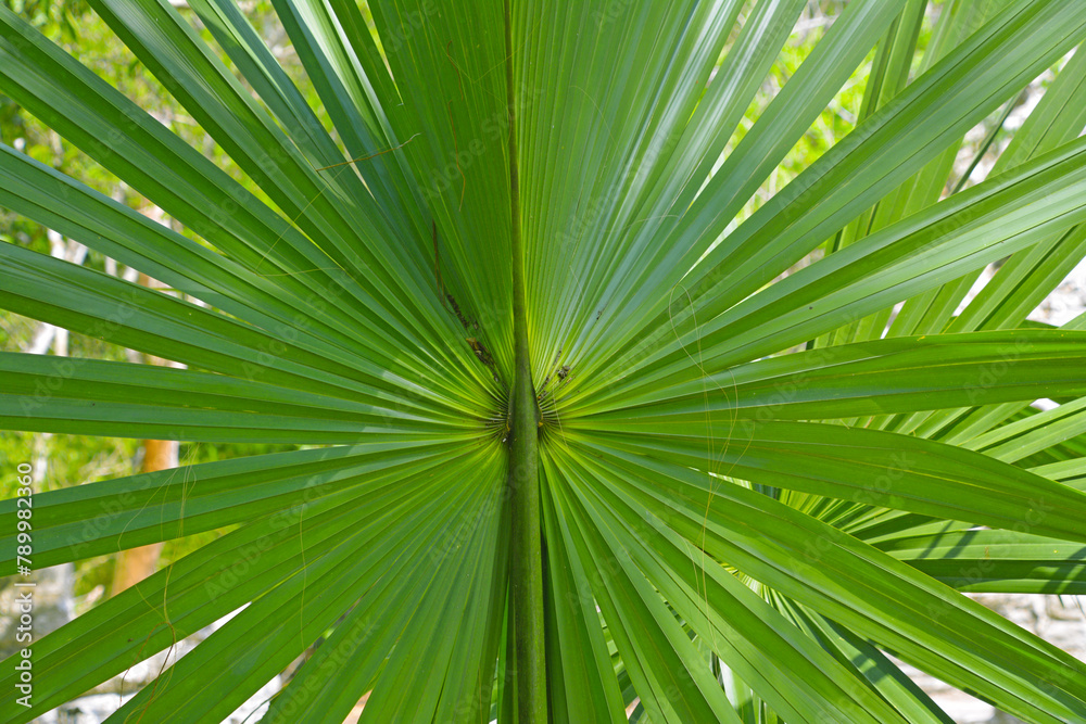 Fraktale w naturze - liść egzotycznej palmy, rośliny tropikalnej - obrazy, fototapety, plakaty 