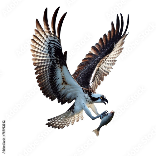 Hawk hovering and catching fish, isolated background