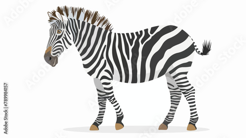 Zebra isolated on white background. Portrait of stunn