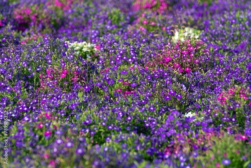 field of lavender flowers