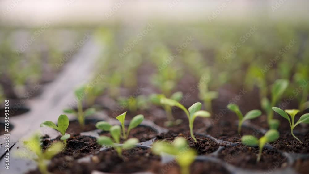 Planting for seedlings There is an automatic water vehicle system. Planting for seedlings There is an automatic water vehicle system.