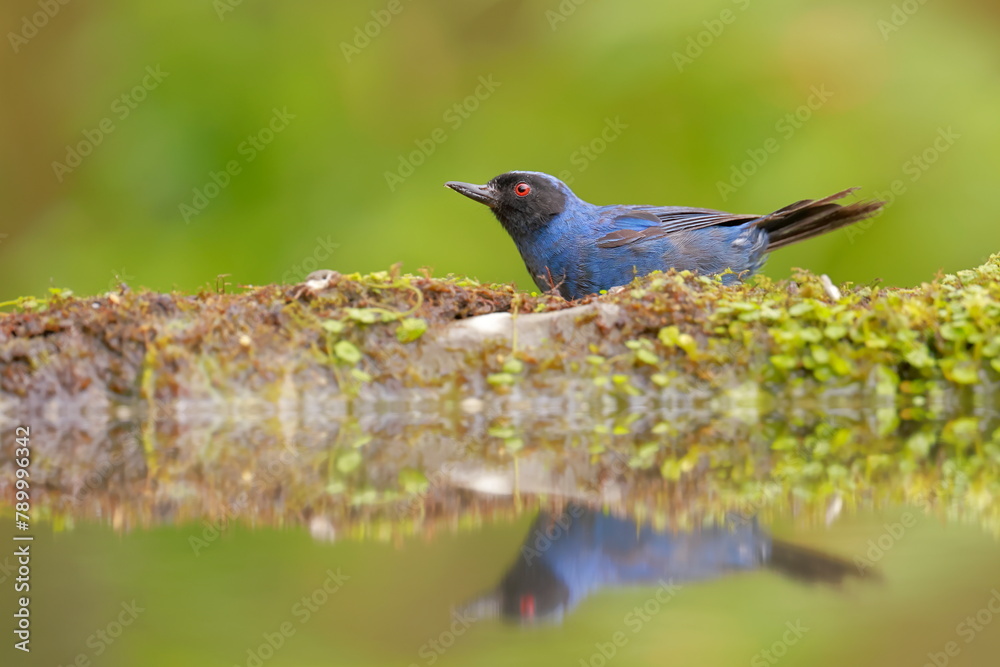 Masked Flowerpiercer (Diglossa cyanea) Ecuador Masked Flowerpiercer (Diglossa cyanea) Ecuador