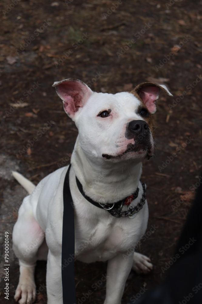 American Staffordshire Terrier Alpaca dog rescued from poor conditions and now works as a model American Staffordshire Terrier Alpaca dog rescued from poor conditions and now works as a model