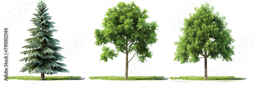 set of different evergreen trees from various climates  detailed illustrations  isolated on transparent background