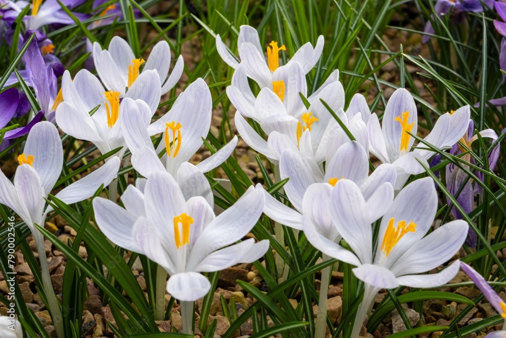 White flowers with yellow centers bloom in the grass White flowers with yellow centers bloom in the grass