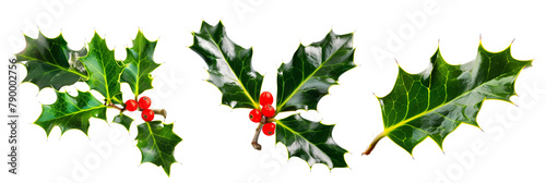 set of holly leaves with red berries, vivid, isolated on transparent background
