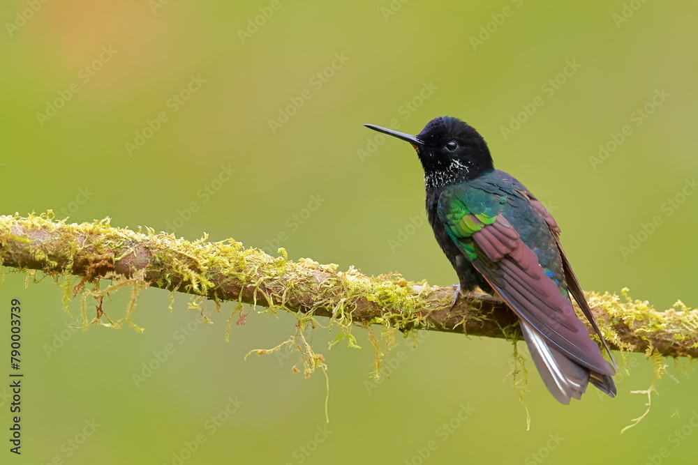 Fototapeta premium Velvet-purple Coronet (Boissonneaua jardini) Ecuador