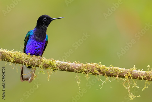 Velvet-purple Coronet (Boissonneaua jardini) Ecuador photo