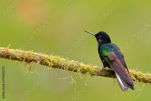 Velvet-purple Coronet (Boissonneaua jardini) Ecuador photo