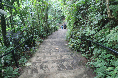 Kediri, Indonesia, Oktober 18, 2024: Close-up view of cement or concrete stairs in the middle of a dense forest overgrown with plants, grass and trees. photo