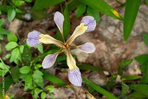 Stinkende Schwertlilie, Iris foetidissima, Malaucene, Provence, Frankreich, 11.06.2023 photo