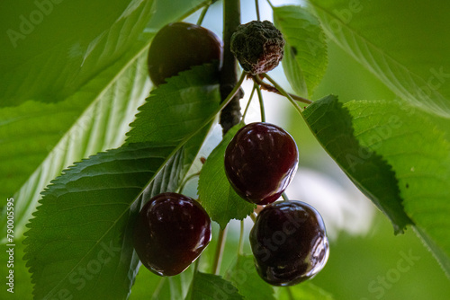 Close-up view of half-ripe cherries hanging on a tree branch, showcasing the transition from green to red.