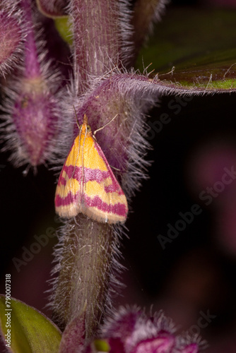 Pyrausta sanguinalis, Malaucene, Provence, Frankreich, 12.05.2023 photo