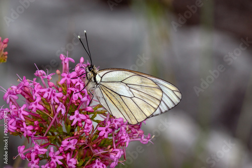 Baum-Weißling, Aporia crataegi, Mont Ventoux, Provence, Frankreich, 14.06.2023 photo