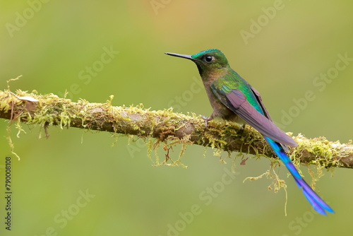 Tableau sur toile Violet-tailed Sylph - male (Aglaiocercus coelestis) Ecuador