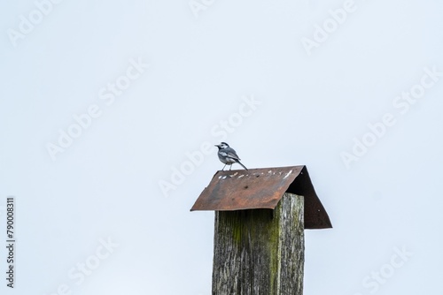 A seabird sat on a post, with wings spread and beak pointed towards the sky