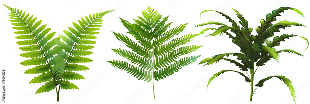 set of ferns with lush fronds, isolated on transparent background