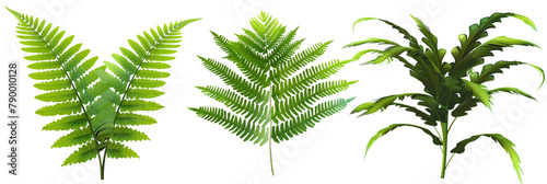 set of ferns with lush fronds, isolated on transparent background