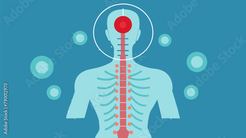 A scientific diagram of the spine displaying the vulnerable areas that can be targeted for a successful knockout.