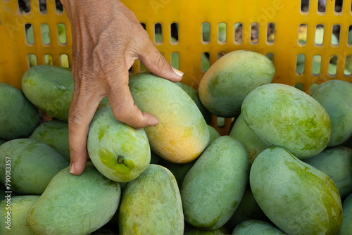 Fruit farmers are putting green-yellow mangoes into crates to sell during the mango harvest season.