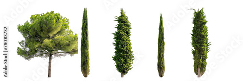 set of cypress trees, tall and slender, isolated on transparent background photo