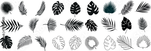 ropical leaves, palm leaves silhouettes, diverse collection, black shapes, design elements, artistic embellishments, leaf vector photo