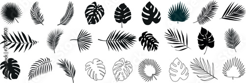 ropical leaves, palm leaves silhouettes, diverse collection, black shapes, design elements, artistic embellishments, leaf vector