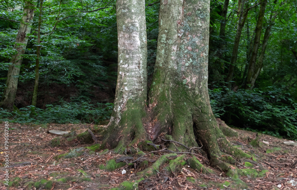 The base of a large tree with moss in the middle of a forest The base of a large tree with moss in the middle of a forest