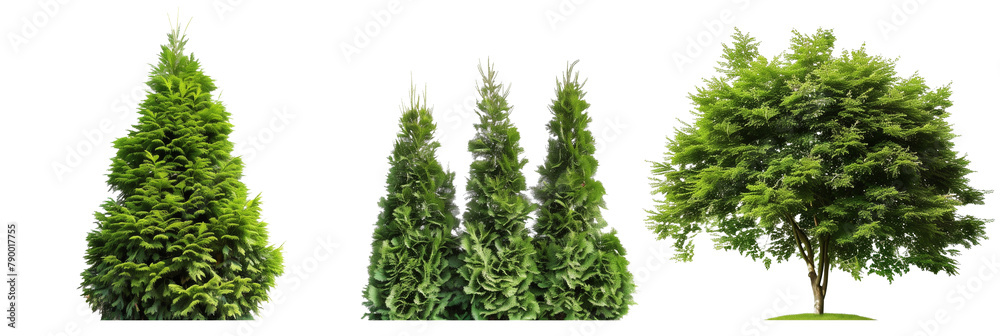 set of arborvitae trees, conical and lush, isolated on transparent background set of arborvitae trees, conical and lush, isolated on transparent background