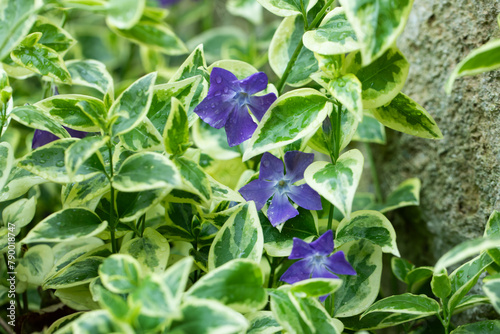 Vinca major Variegata, barwinek, większy