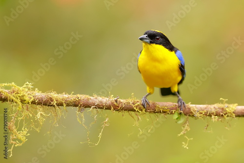 Blue-winged Mountain Tanager (Anisognathus somptuosus) Ecuador photo