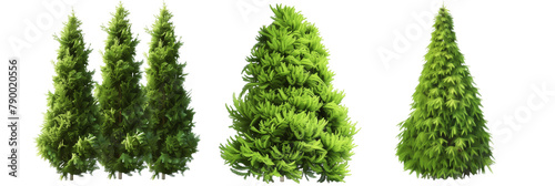 set of arborvitae trees, conical and lush, isolated on transparent background