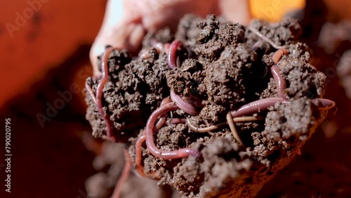 Fertilizer from vermicompost. Organic fertilizer.
