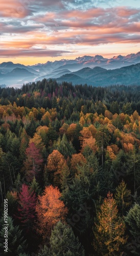 Dense Forest With Trees Under Cloudy Sky