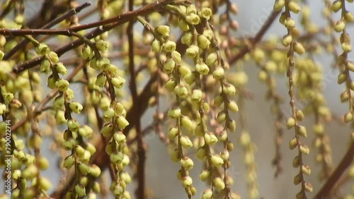 【山野草・樹木】キブシ（木五倍子）： Stachyurus praecox　240411-1 photo