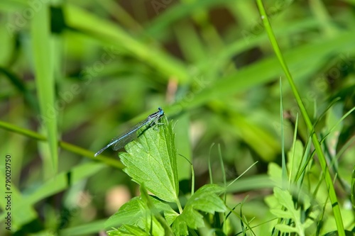 Blue dragonfly sits on a green leaf.
