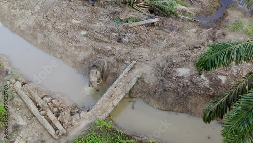 Elephant calves roam oil palm plantations in search of food photo