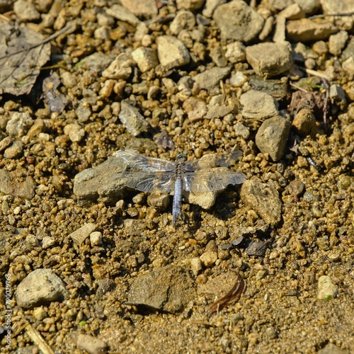 The gray dragonfly sits on the brown ground.