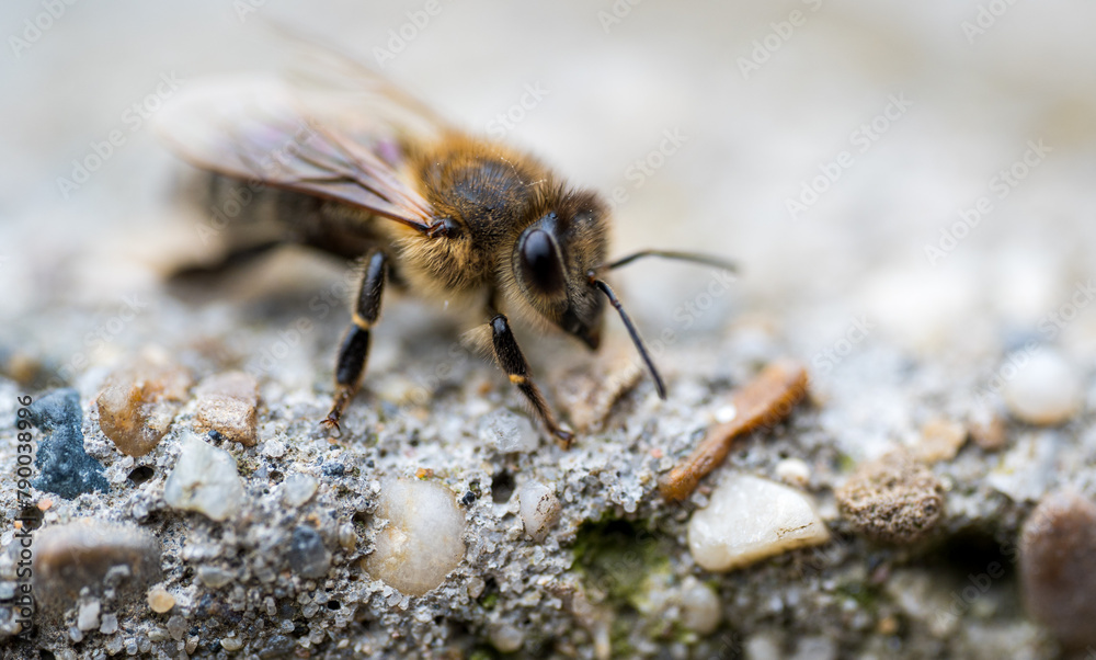 Detail of bee on concrete floor. Detail of bee on concrete floor.