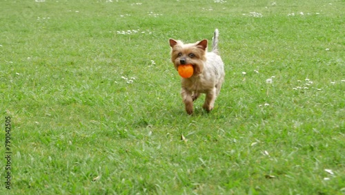 Yorkshire Terrier dog, running with ball in mouth in slow motion. Playing fetch in park.