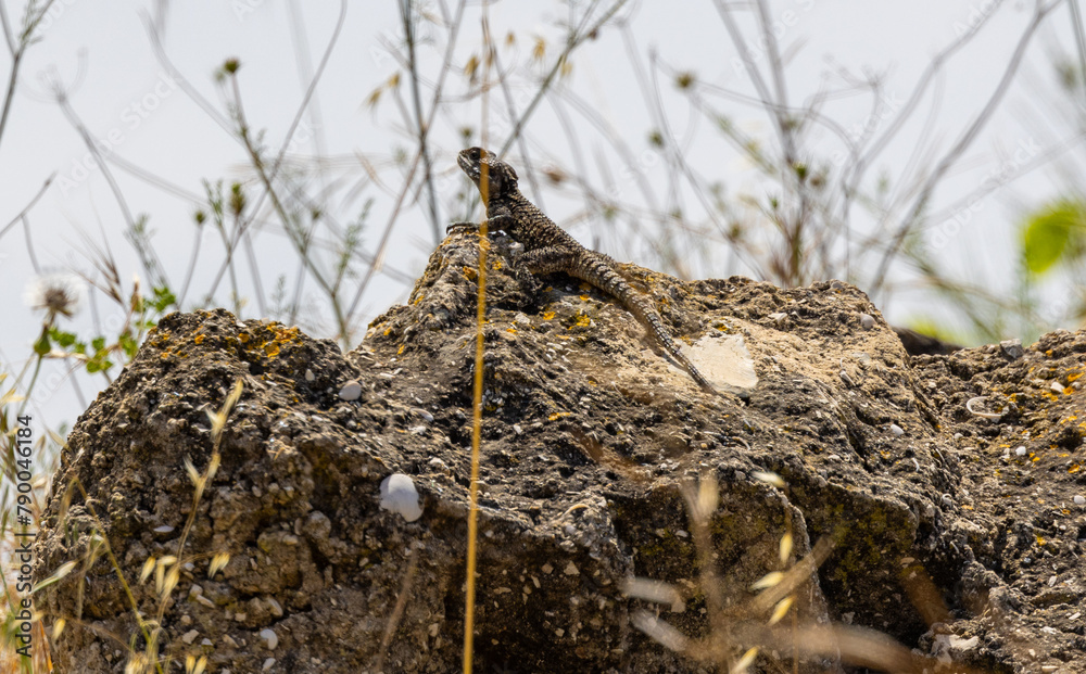 lizard on a rock lizard on a rock