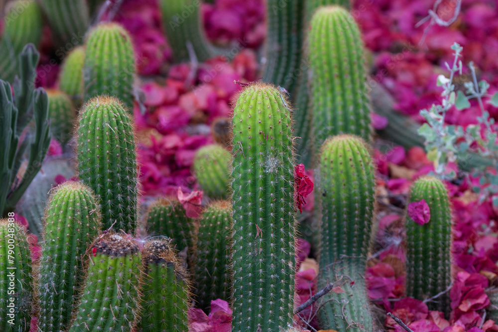 Cactus closeup with spikes/spines and flowers from lightning ridges cactus garden, NSW Australia, making an abstract pattern Cactus closeup with spikes/spines and flowers from lightning ridges cactus garden, NSW Australia, making an abstract pattern