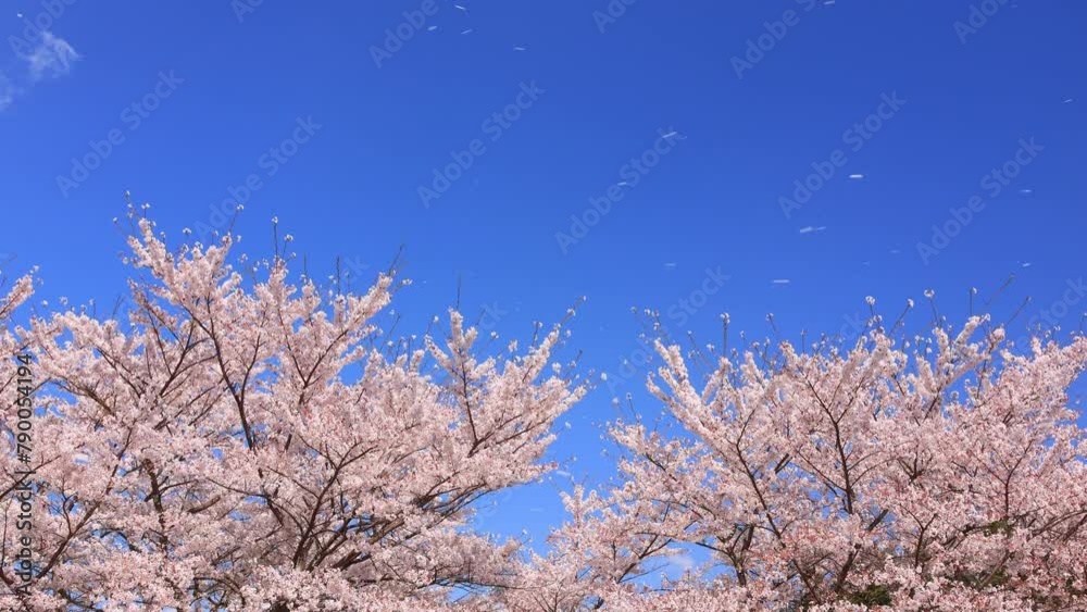pink cherry blossom and blue sky, petals falling in the wind pink cherry blossom and blue sky, petals falling in the wind