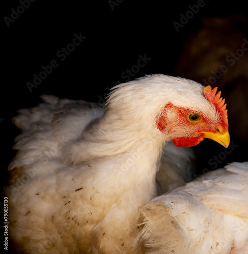 White broiler chicken looking curiously at the camera