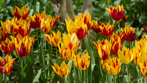 (Tulipa 'Fire Wings') Lily-flowered tulips variegated with red and yellow, enhanced by the graceful curve of its pointed and slightly curved petals, evoking  a torch