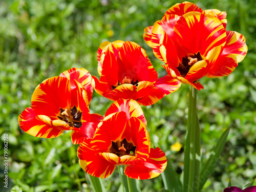 (Tulipa 'Banja Luka') Single flowered Darwin Hybrid Tulip, petals bi-color in blood red flames and golden- yellow perched on solid stem above lanceolate leaves blooming
