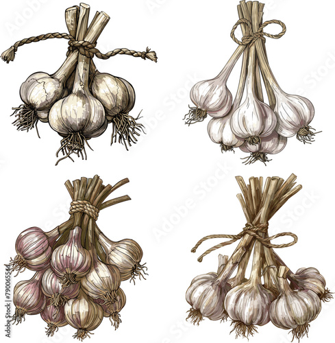 Bunch of garlic tied with rope Color engraving raster illustration isolated on white background