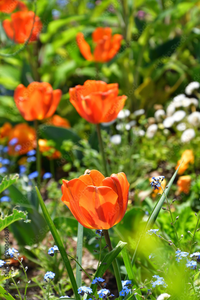 Paris, France. Red tulips blooming in the park Paris, France. Red tulips blooming in the park