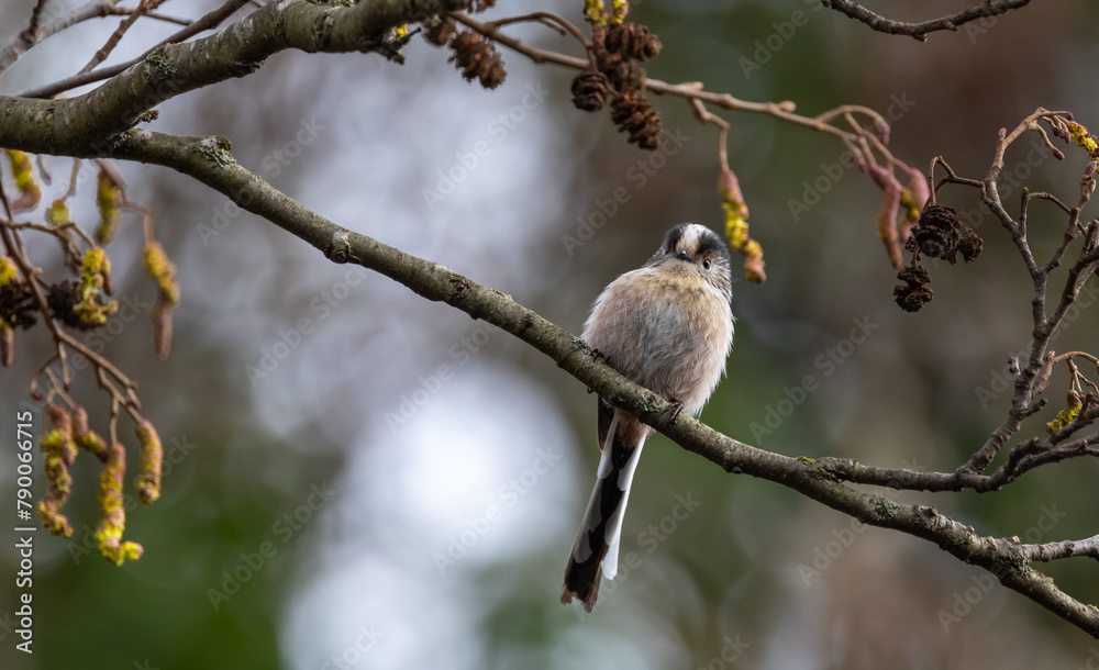 Long-tailed tit Aegithalos caudatus Long-tailed tit Aegithalos caudatus