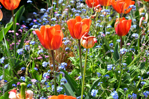 Paris, France. Red tulips blooming in the park 